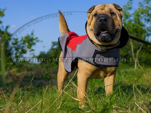 The Best Warm Dog Coat for Shar Pei